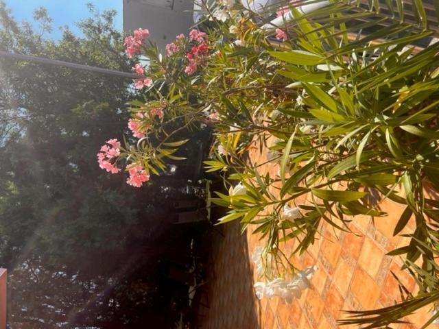 Hotel Paradise 로제넷츠 외부 사진